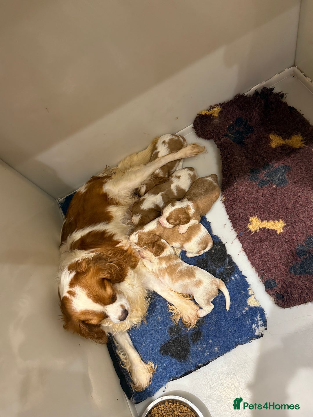 Cavalier King Charles Spaniel dogs for sale: DNA Kc reg cavalier King Charles puppies for sale  - Image 4