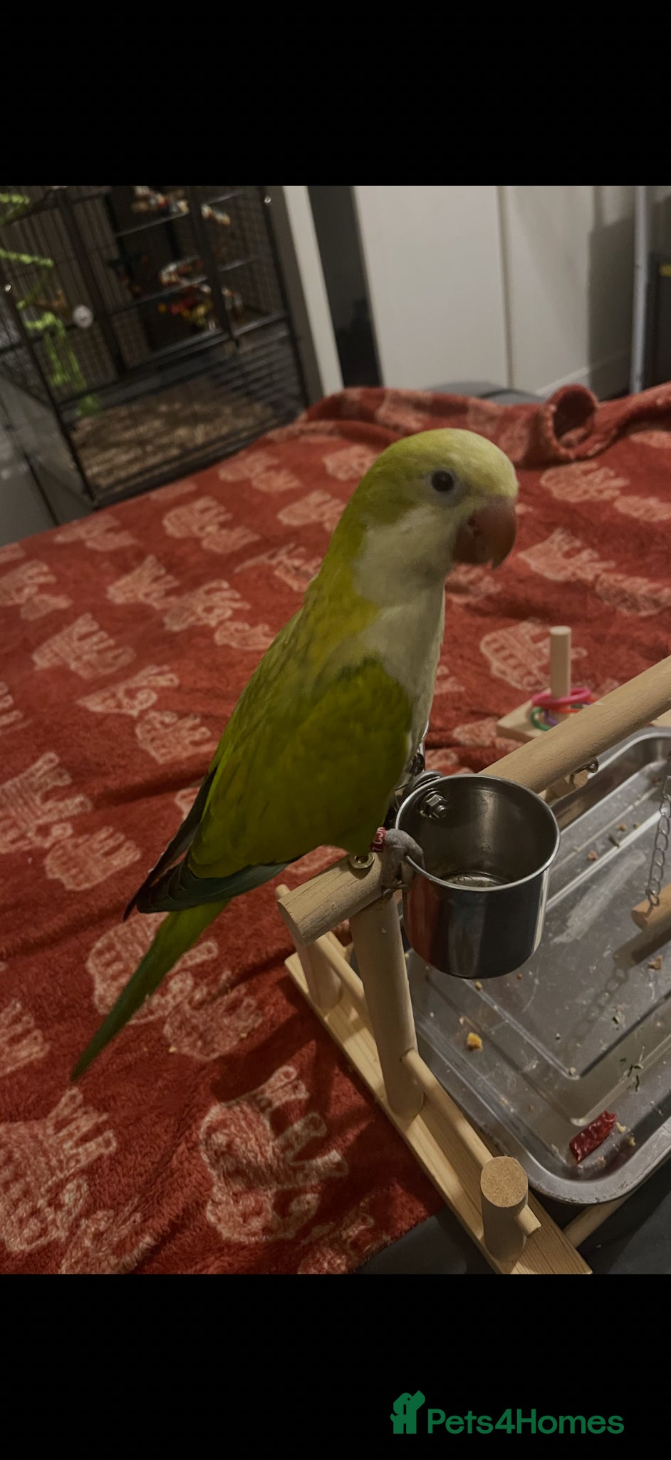 Parrots birds Beautiful Pallid Quaker - Advert 18