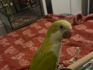 Parrots birds Beautiful Pallid Quaker - Advert 18