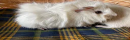 Guinea Pig rodents for sale: 10 week old male guinea pigs in Torrington - Advert 37