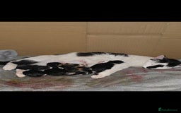 Mixed Breed cats for sale: Short haired kittens  - Image 5