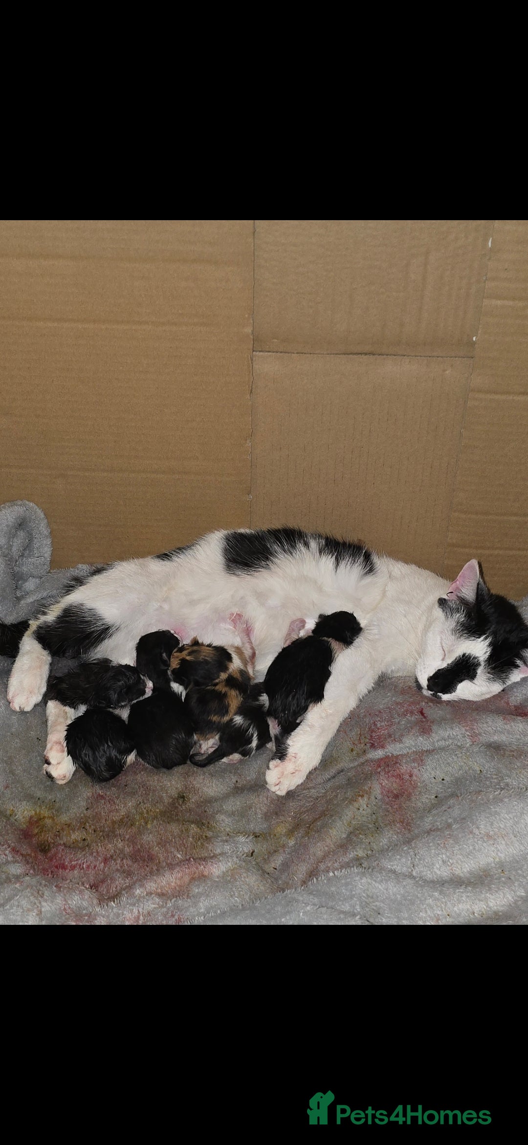 Mixed Breed cats for sale: Short haired kittens  - Image 5