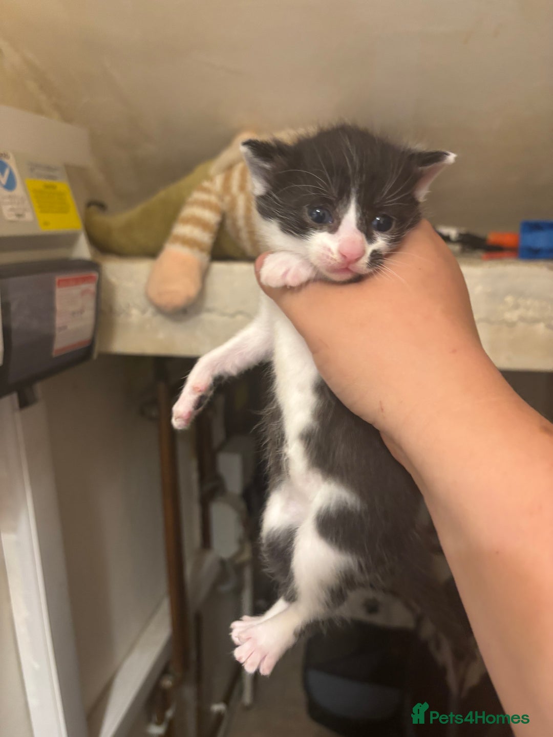 Mixed Breed cats for sale: Kittens/cats available please read description - Image 2