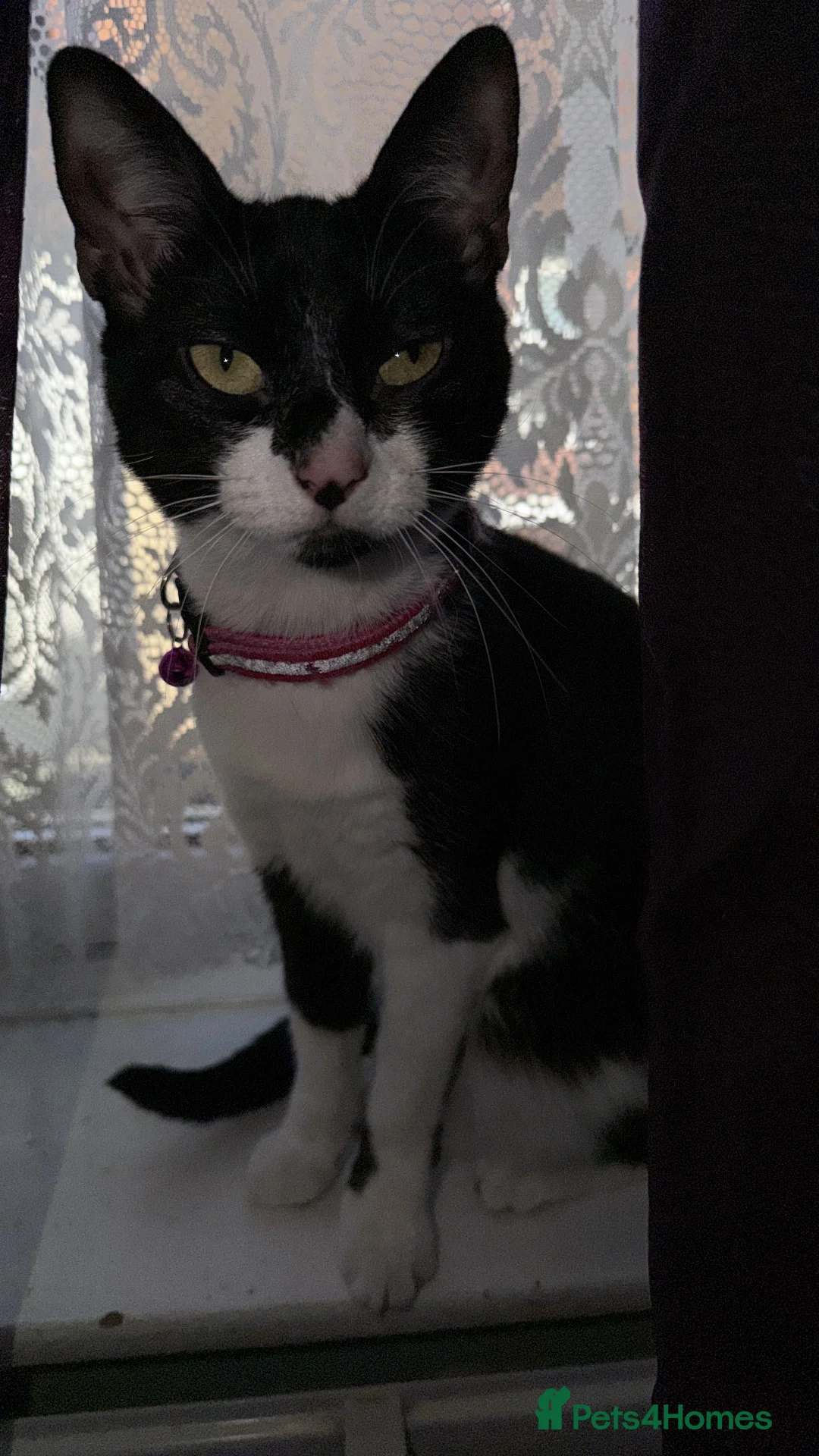 British Shorthair cats for sale: Looking for a loving home  - Advert 2