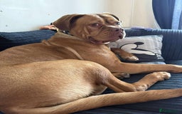 Dogue De Bordeaux dogs for sale: Bourdeau for sale  - Image 6