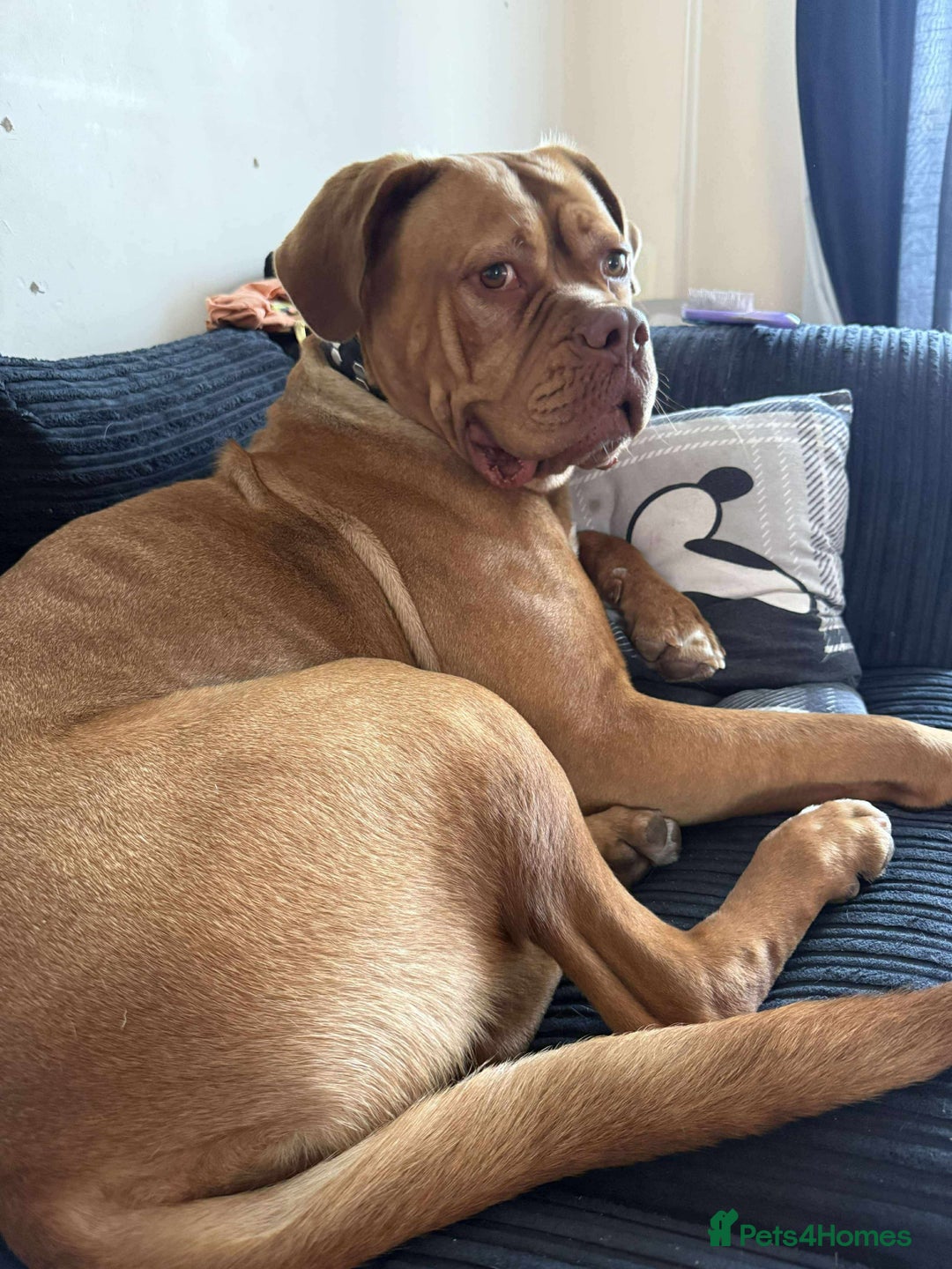 Dogue De Bordeaux dogs for sale: Bourdeau for sale  - Image 6