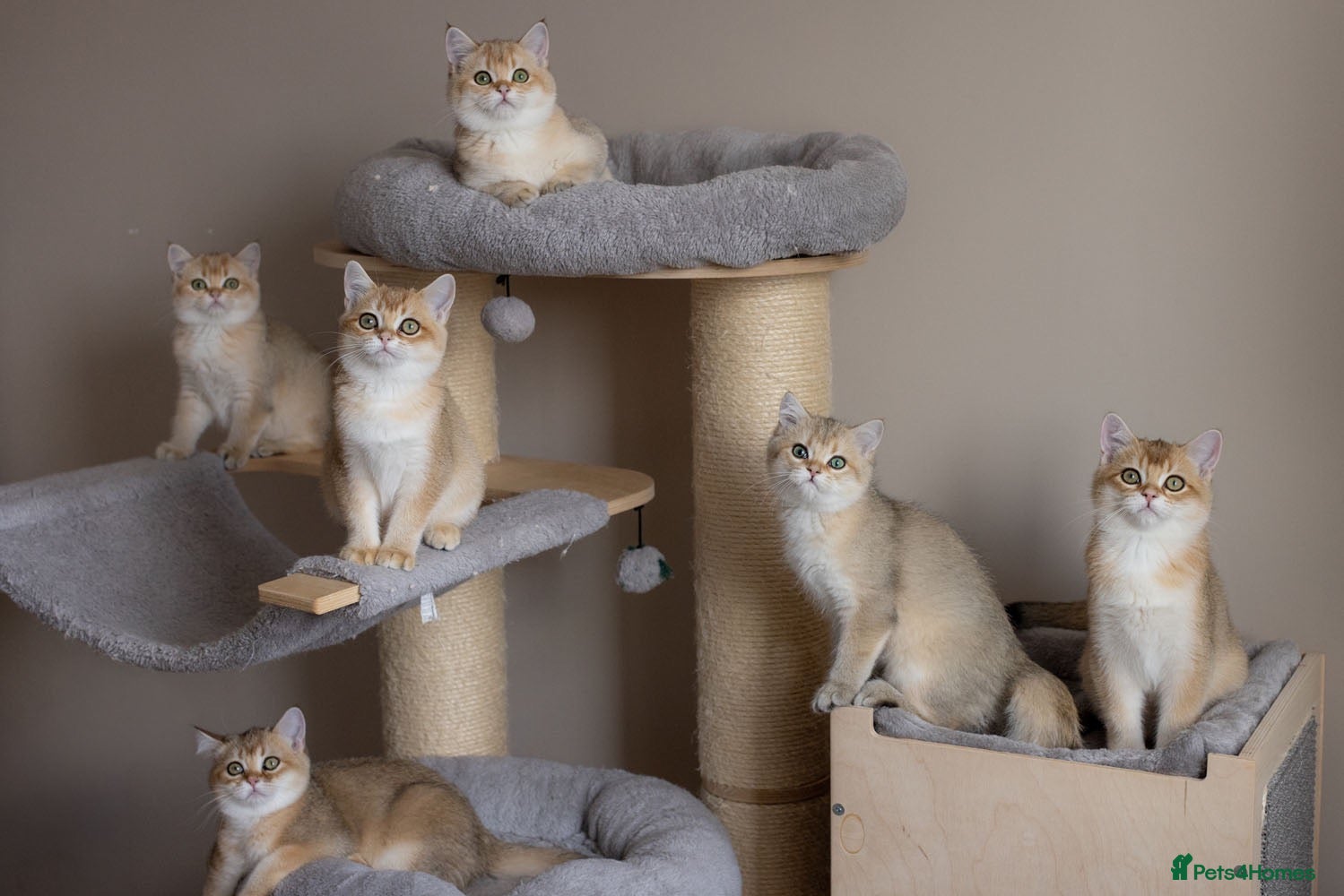 British Shorthair cats Cuddly Golden BSH kittens READY NOW - Advert 6