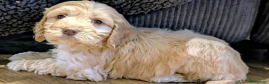 Cockapoo Puppy 4
