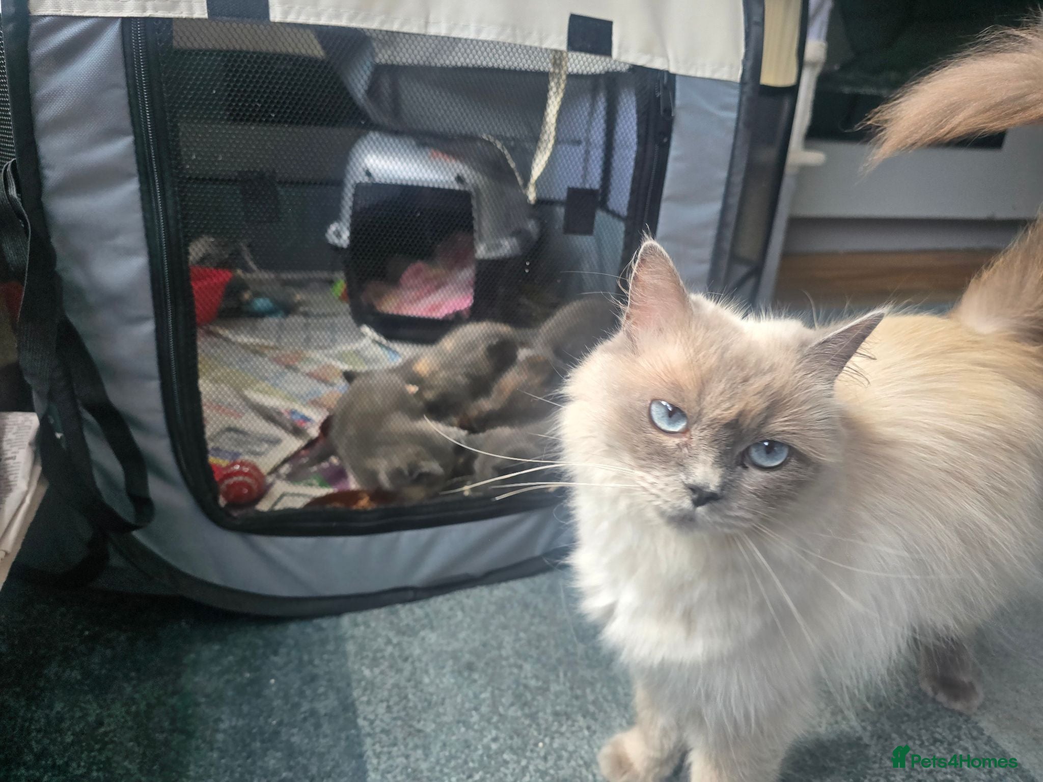 Mixed Breed cats Ragdoll Mix - Advert 11