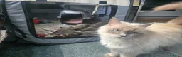 Mixed Breed cats for sale: Ragdoll Mix in Carluke - Advert 1
