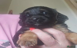 Cockapoo dogs for sale: The best cockapoos - Image 19