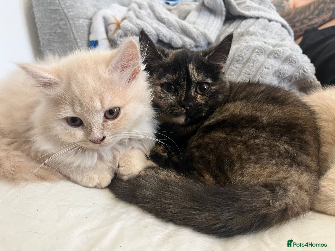 British Shorthair cats for sale: Beautiful kittens for sale British shorthair cross - Image 3