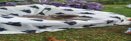 French Bulldog dogs for sale: French Bulldog PuppiesReady for Their Forever home - Advert 17