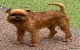 Griffon Bruxellois dogs for stud: Griffon male available for stud, KC proven - Image 1