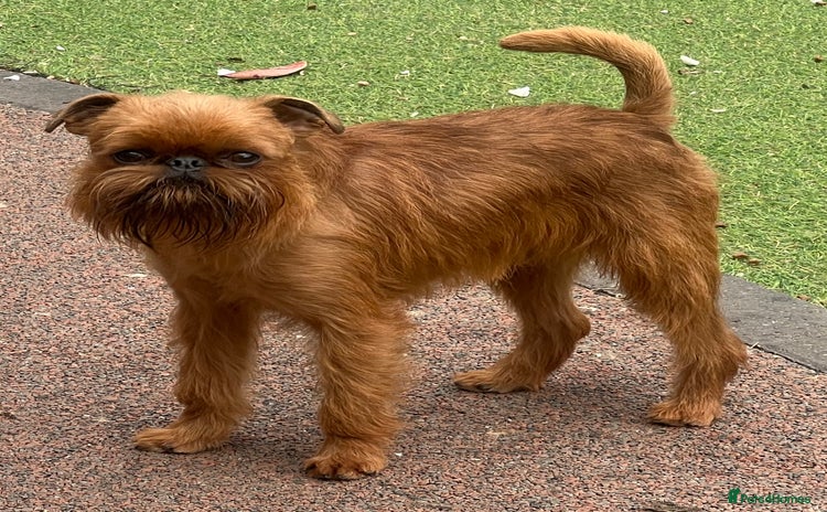 Griffon Bruxellois dogs - Advert 1