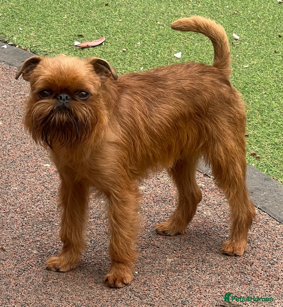 Griffon Bruxellois dogs for stud: Griffon male available for stud, KC proven - Image 1