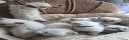 Ragdoll cats for sale:  7 Beautiful Ragdoll Boys 💝🐺 - Advert 5