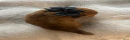 Miniature Dachshund dogs for sale: Long haired miniature dachshund  - Advert 8