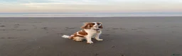 Cavalier King Charles Spaniel dogs for sale: Beautiful Cavalier King Charles Spaniel puppies - Advert 2