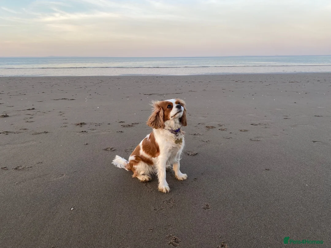 Cavalier King Charles Spaniel dogs for sale: Beautiful Cavalier King Charles Spaniel puppies - Advert 2