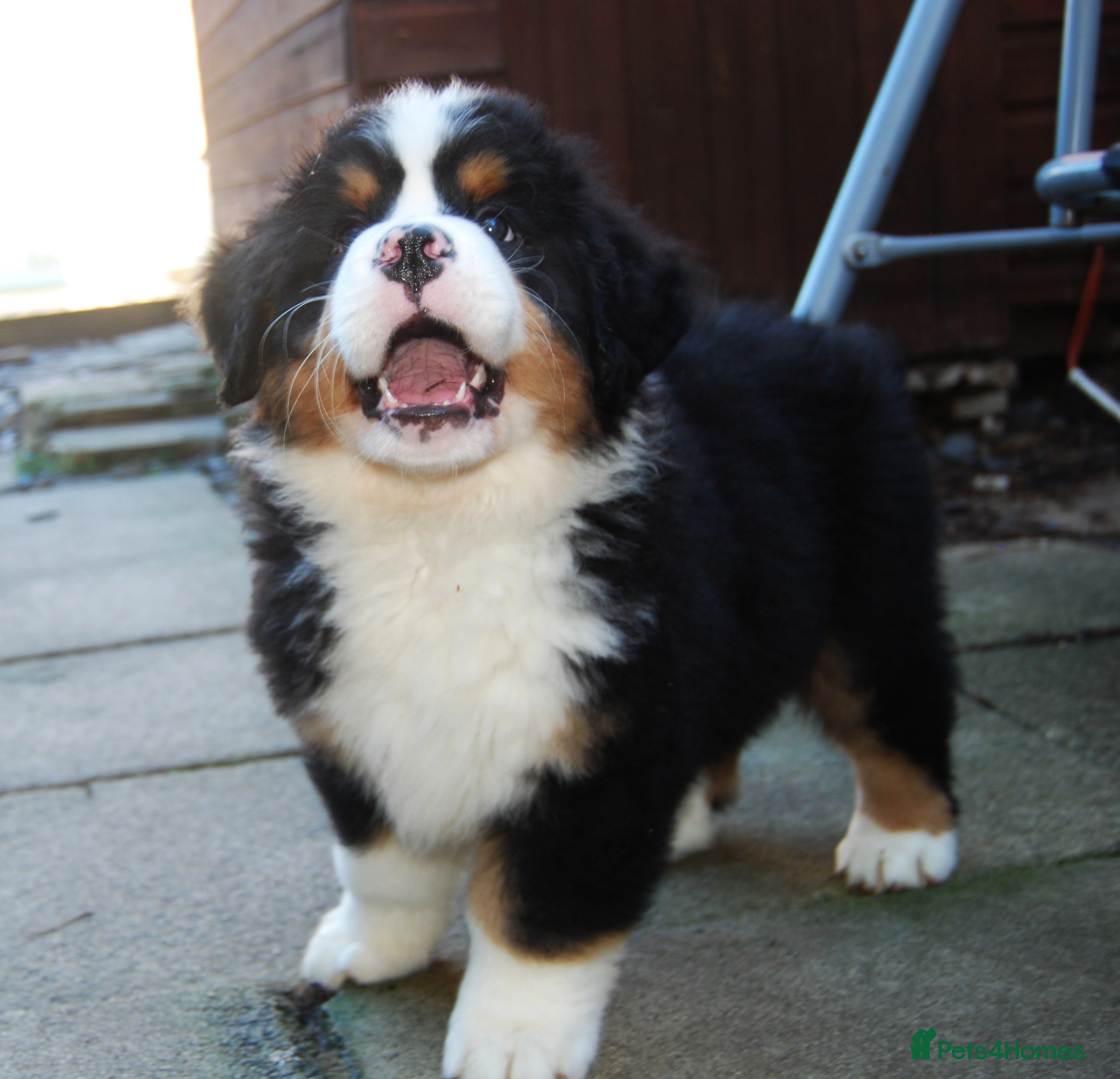 Bernese Mountain Dog dogs Beautiful pups from fully health tested patents - Advert 2