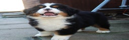 Bernese Mountain Dog dogs for sale: Beautiful pups from fully health tested patents - Advert 3