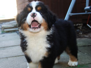 Bernese Mountain Dog dogs Beautiful pups from fully health tested patents - Advert 2