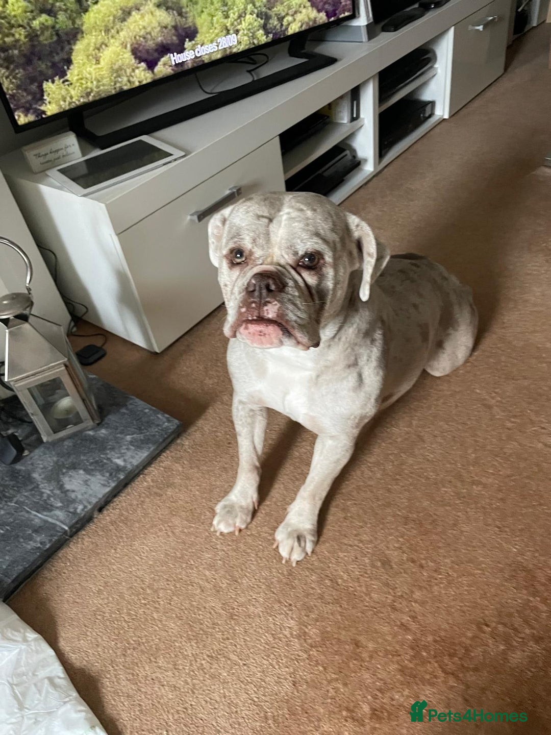 Dorset Olde Tyme Bulldogge dogs for sale: Dorset old tyme bulldog  - Image 3