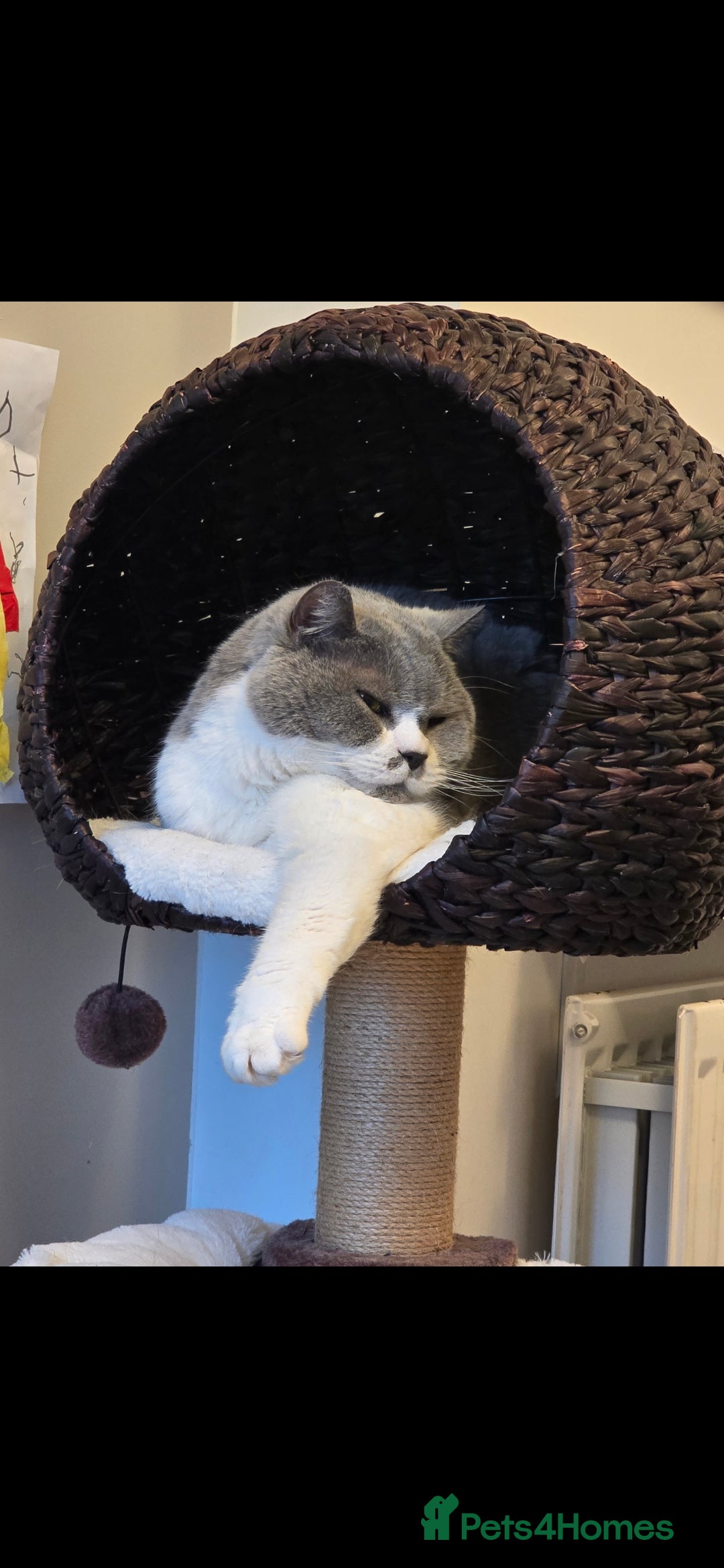 British Shorthair cats for sale: Urgent Rehoming Needed - Image 2