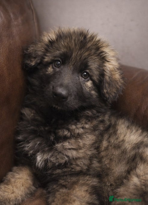 German Shepherd dogs 1 girl  long coat, STRAIGHT BACK silver sable GSD - Advert 4