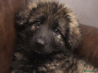 German Shepherd dogs 1 girl long coat, STRAIGHT BACK silver sable GSD - Advert 4