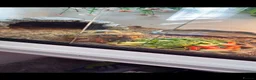 Hermann Tortoise reptiles for sale: Tortoise for sale including enclosure  - Advert 1