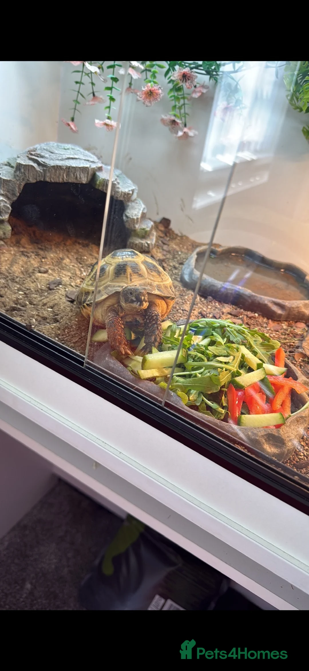 Hermann Tortoise reptiles for sale: Tortoise for sale including enclosure  - Advert 1