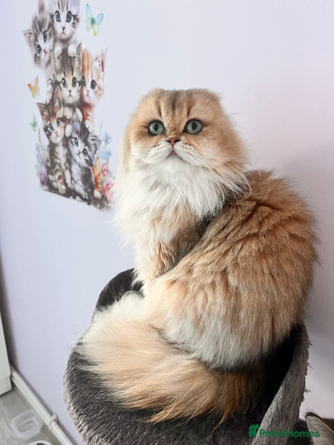 Scottish Fold cats for sale: Pedigree cutest SFLH kittens   - Image 12