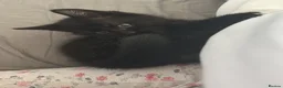 Domestic Shorthair cats for sale: 2 Kittens For Sale!  - Advert 4