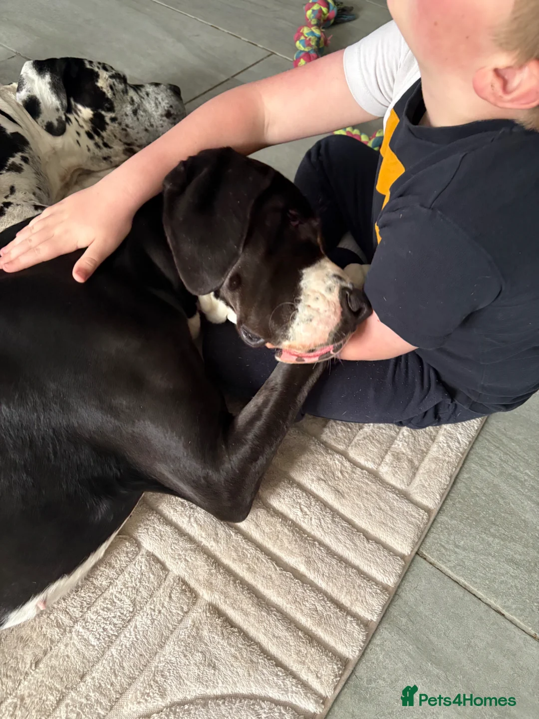 Great Dane dogs for sale: 🏡 Beautiful 16-Month-Old Mantle Great Dane 🤍🖤 - Advert 2