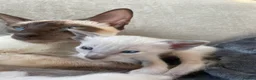 Siamese cats for sale: Traditional Siamese Kittens – 5 Available in Llanelli - Advert 7