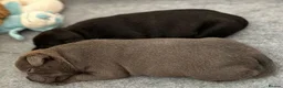 Staffordshire Bull Terrier dogs for sale: Beautiful Blue Family raised Staffys Puppies - Advert 3