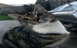 British Shorthair cats for sale: British shorthair mixed with tabby - Image 10