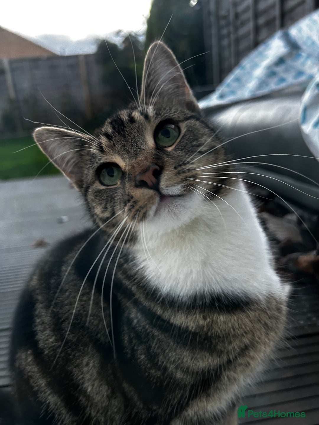 British Shorthair cats for sale: British shorthair mixed with tabby - Image 10