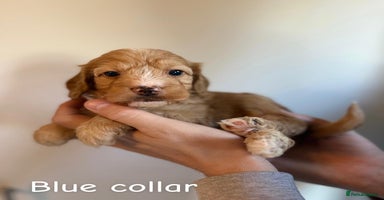 Cockapoo dogs - Advert 5