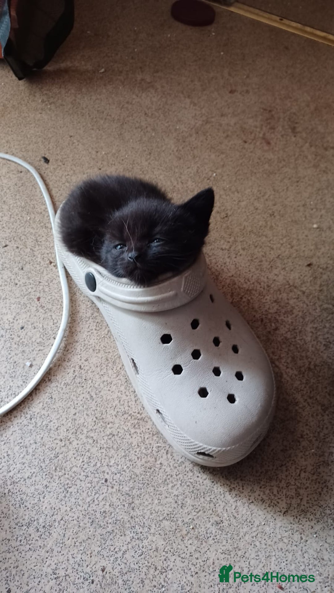 Mixed Breed cats for sale: Litter of kittens - Image 2
