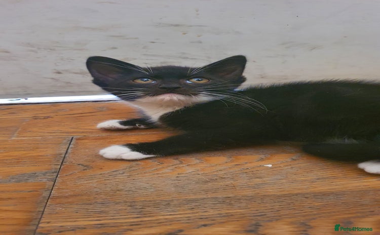 Brazilian Shorthair cats in London - Advert 7