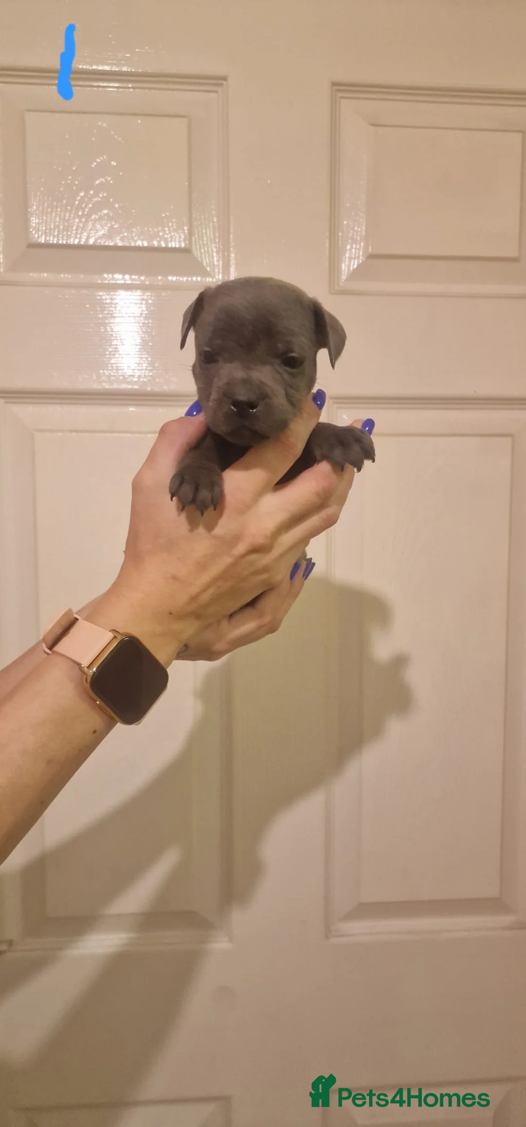 Staffordshire Bull Terrier dogs for sale: 6 beautiful blue staffs - Advert 2
