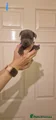 Staffordshire Bull Terrier Puppy 1