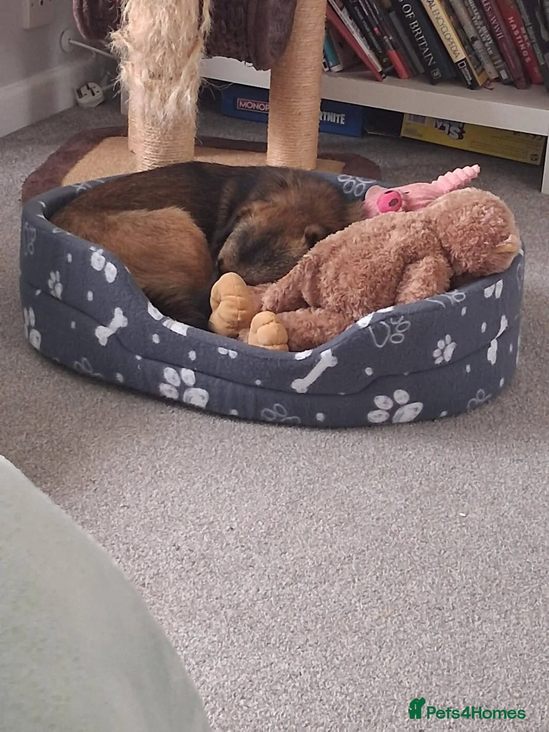 Mixed Breed dogs for adoption: Meet Katja, currently residing in Hampshire  in Waterlooville - Advert 2