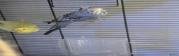 Budgerigars birds for sale: Three 8 month old budgies in Shipley - Advert 12