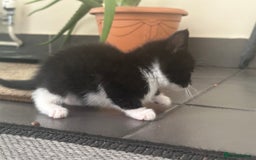 Scottish Fold cats for sale: Scottish fold straight (mix) - Image 4
