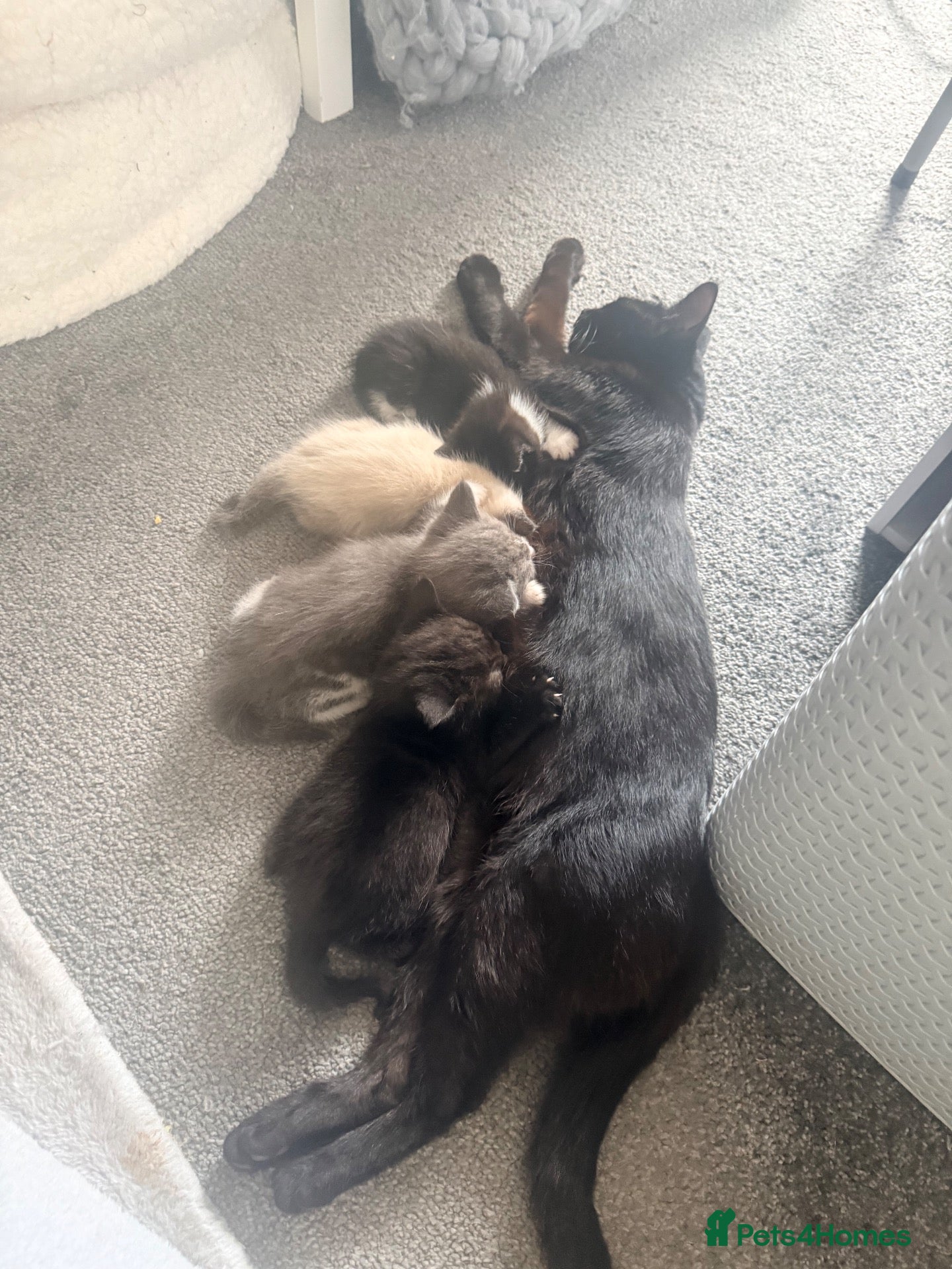 Mixed Breed cats Mixed kittens - ragdoll - Advert 2