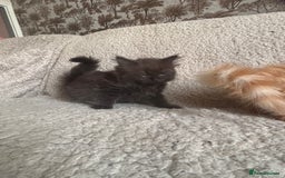 Ragdoll cats for sale: Gorgeous Kittens Available  - Image 14